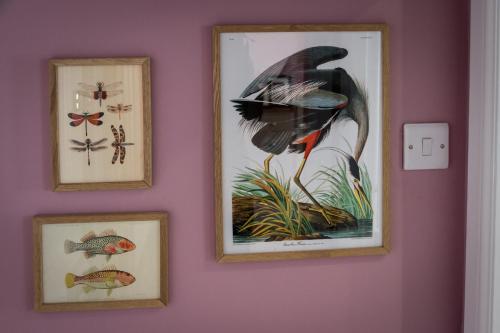 three framed pictures of fish and a bird on a wall at Garden House in Masham