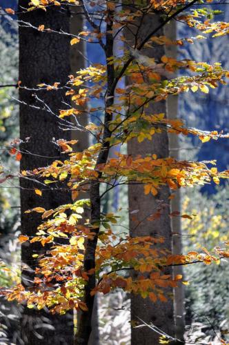 a tree with autumn leaves on it next to trees at Ferienwohnung Kochs Beeren in Oberfresen