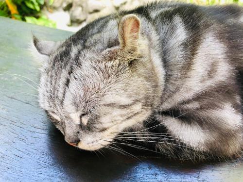a gray cat sleeping on top of a table at Pasa in Fushan