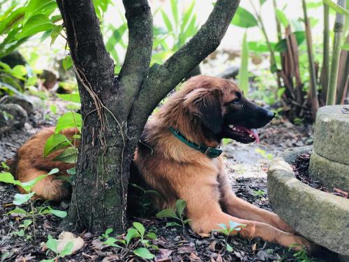 a brown dog laying next to a tree at Pasa in Fushan
