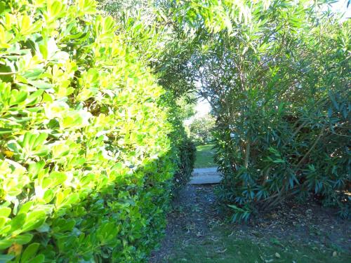 a hedge with a path between two trees at Cabañas Virazon Aguas Dulces in Aguas Dulces