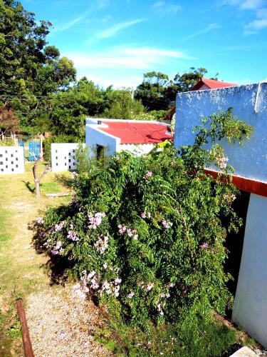 a bush with pink flowers in front of a building at Cabañas Virazon Aguas Dulces in Aguas Dulces