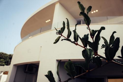 uma planta sentada em frente a um edifício em Villa la vie em Ulcinj