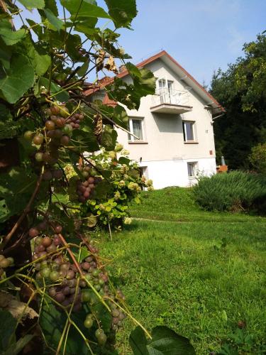 a house with a bunch of fruit on a tree at Dom na wzgórzu in Gorlice
