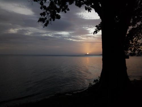 a tree next to a body of water with a sunset at Los Chocoyos in Mérida