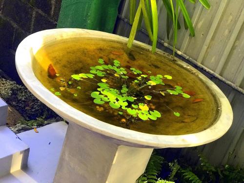 a bowl of soup on a toilet with a plant in it at Monara Backpacker Inn Unawatuna in Unawatuna