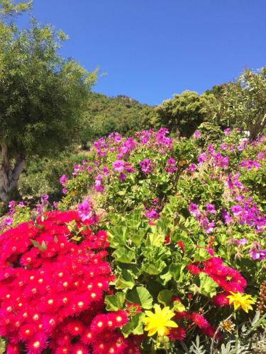 a field of colorful flowers in front of a mountain at Les Restanques du Sud in Le Lavandou