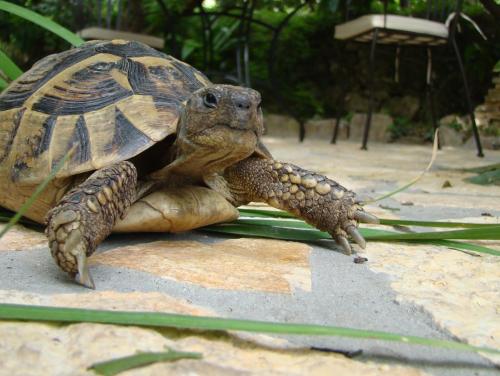 una tartaruga è seduta su una roccia di Turtle Apartments a Dubrovnik