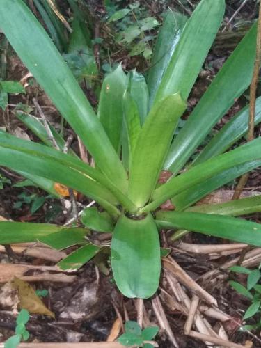 a plant with green leaves on the ground at Cabaña Hach Winik in Ocosingo