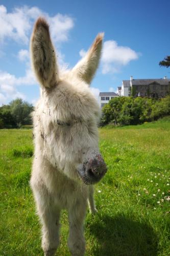 a white dog standing in a field of grass at Falls Hotel & Spa in Ennistymon