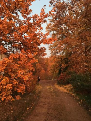 a dirt road with trees and leaves on it at Espaces d'Or in Wavre