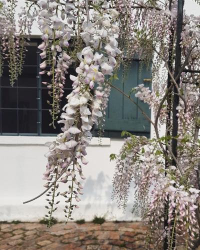 a tree with pink flowers in front of a building at Wildekrans Country House in Botrivier