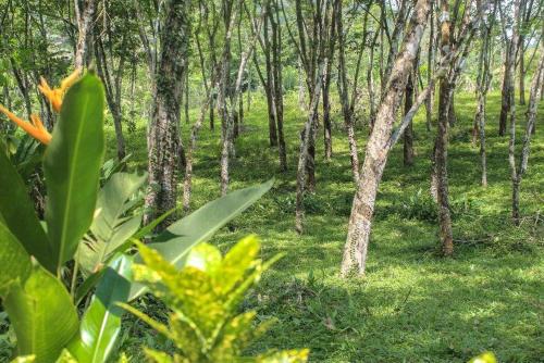 a wooded area with trees and green plants at Plantation Villa in Kalutara