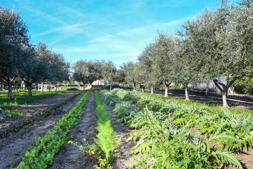 a row of crops in a field with trees at Casa Zafferano in Albenga