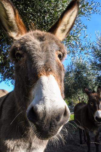a close up of a brown and white donkey at Casa Zafferano in Albenga