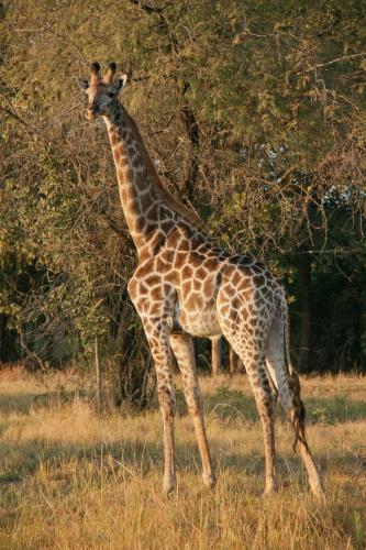 a giraffe standing in the grass in a field at Tzaneen Country Lodge in Tzaneen