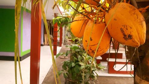 a bunch of bananas hanging from a plant at HOTEL SEGARA MANDALA in Negara