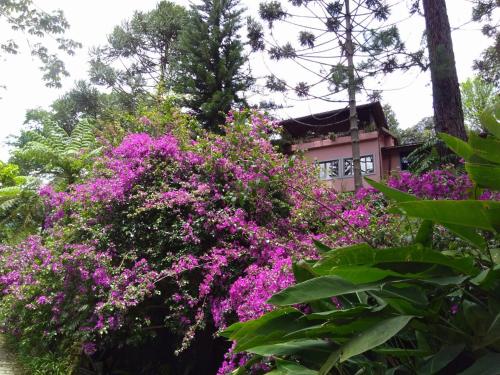 a bush of pink flowers in front of a house at Casa Fazenda Inglesa Petrópolis RJ in Petrópolis