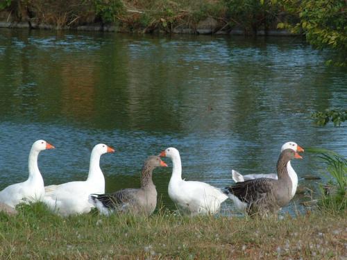 a group of geese standing next to a body of water at Gästehaus Landgut Lischow in Neuburg-Steinhausen