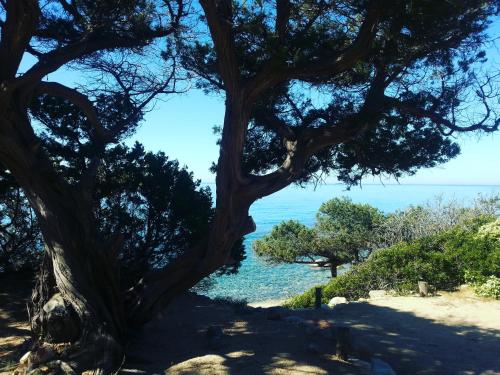 a tree on the side of a beach at Marco's house in Dolianova