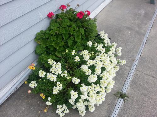 a planter of white and pink flowers next to a house at Fidalgo Country Inn in Anacortes