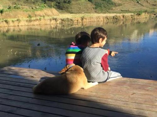 twee kinderen en een hond op een steiger naast het water bij Beyond the Terrace Residence in Yuanyang