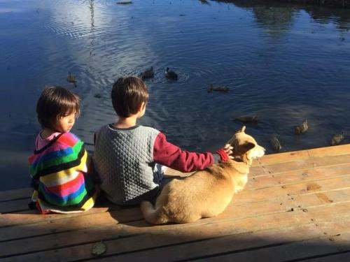two children sitting on a dock with a dog at Beyond the Terrace Residence in Yuanyang