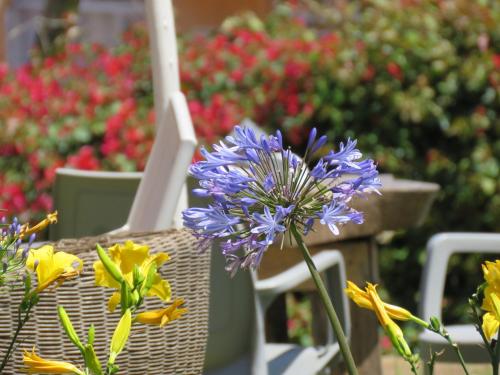 a purple flower sitting on top of a chair at Boulevard Inn Mt Meru in Arusha