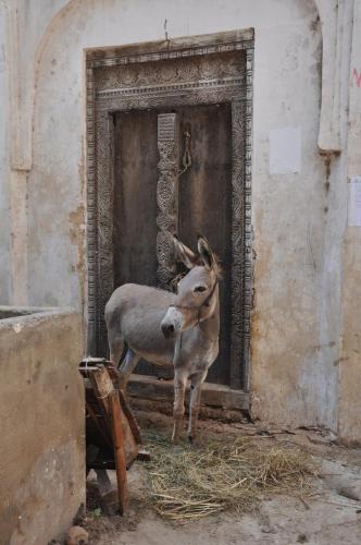 a gazelle standing in front of a building at Mangrove House in Lamu