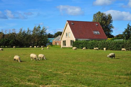 a herd of sheep grazing in a field in front of a house at Witte Weelde Texel in De Koog