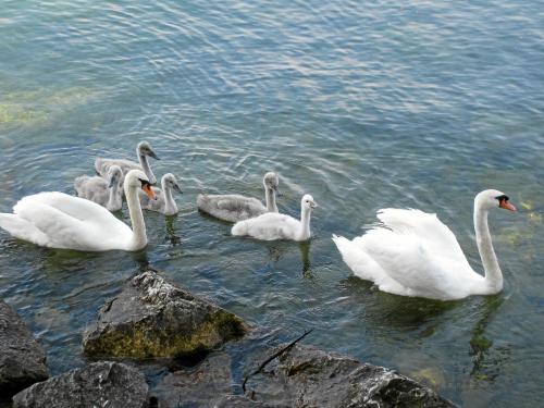 Animales en el hotel o alrededores