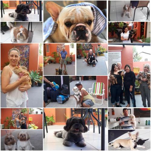 a collage of pictures of people and dogs at Pousada Solar dos Cavaleiros Mendes in Macaé