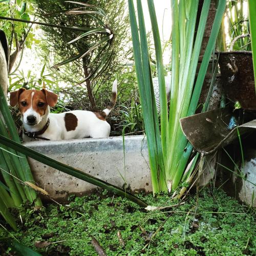 a brown and white dog laying in a planter at Posada Ribera del Gualeguaychu in Gualeguaychú