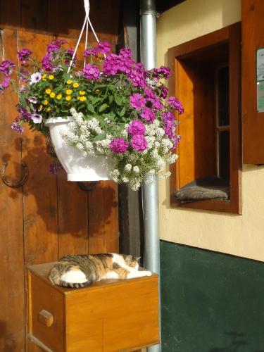 a cat laying on a wooden box with a flower basket at Pension-Greimelbacherhof in Ramsau am Dachstein