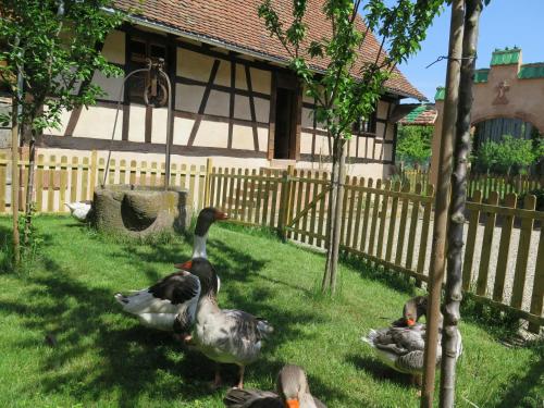 a group of ducks in the grass in front of a fence at Gite d'Audrey et Jean in Uttenheim