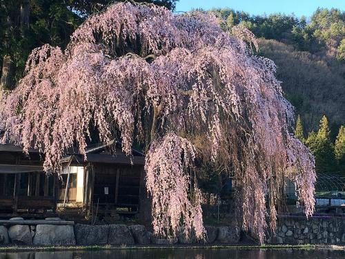 a weeping tree with purple foliage in front of a house at Hida Takayama Hotel Viera Resort (Adult Only) in Takayama