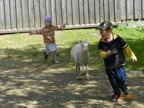 two children are playing with a sheep in a yard at Ferienhof Schelchen in Hollenstein an der Ybbs