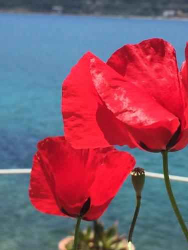 a red flower with the ocean in the background at Roditses Beach Sea Front Apartments in Samos