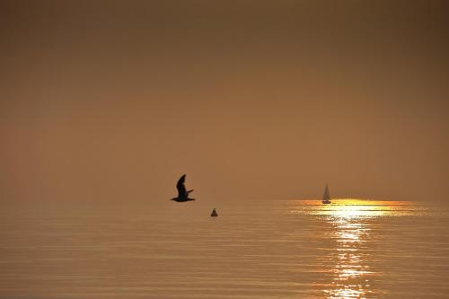 a bird flying over the water with a sail boat at Sea View Guest House in Benllech