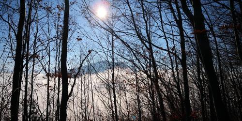 a view of the sun through the trees at Zimmervermietung Stocker in Waidhofen an der Ybbs