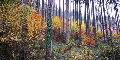 a forest of trees with leaves on the ground at Zimmervermietung Stocker in Waidhofen an der Ybbs
