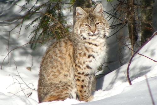 a cat is sitting in the snow at Logden Lodge in Nelson