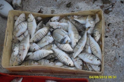 a basket full of fish sitting on the ground at Hotel Villa A Mare in Rodi Garganico