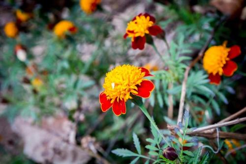 a group of red and yellow flowers in a garden at Kedra Village in Kédra
