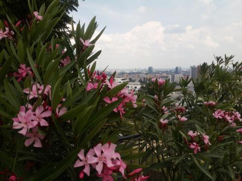 a view of the city from behind some flowers at Pension Zlata Noha in Bratislava