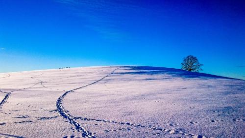 a snow covered hill with a tree on top of it at Apartment Schanzenstraße 690 m ü. M in Winterberg