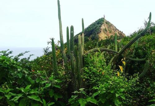 a field of plants with a mountain in the background at The Lookout Beach Hotel in San Lorenzo