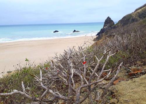 a sandy beach next to the ocean with a bush at The Lookout Beach Hotel in San Lorenzo