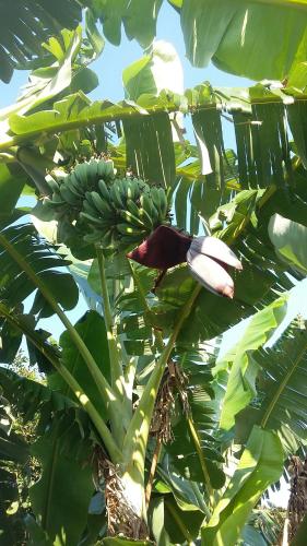 a bunch of bananas hanging from a banana tree at casa di campagna dal pozzo in Sorso