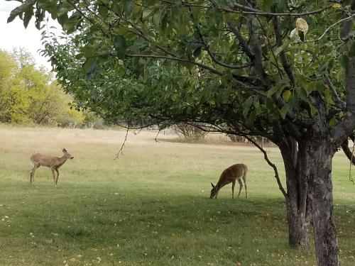 two deer grazing in a field next to a tree at SkyView Swift Current in Swift Current